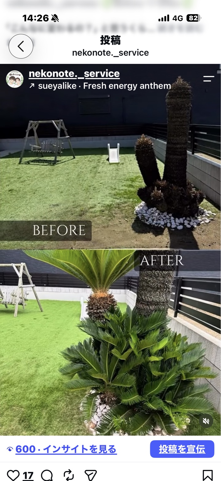 芝生まわりの作業前と作業後の写真